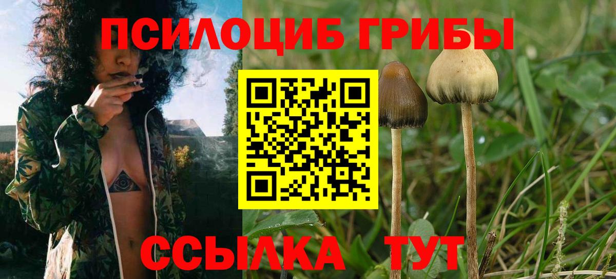 Галлюциногенные грибы прущие грибы  Вход с VPN  Свободный 